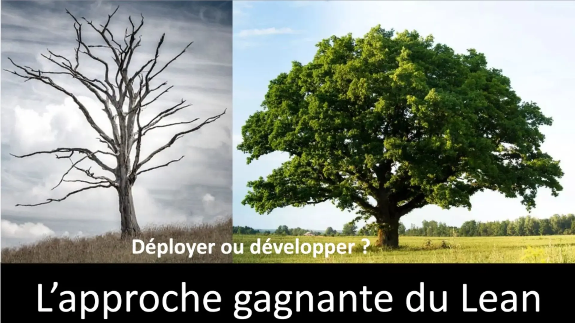 Comparaison entre un arbre mort et un arbre en pleine croissance pour illustrer l’approche Lean